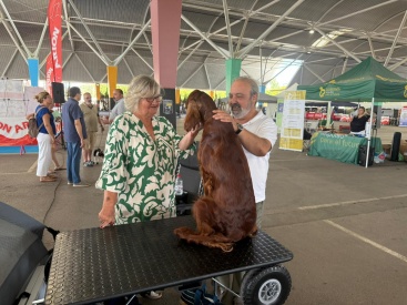 Castellón acoge una nueva edición de los Certámenes de Belleza Canina Nacional e Internacional con cientos de participantes