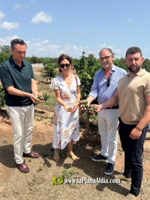 Burriana convocará al Consell Agrari tras decidir solicitar la zona catastrófica por el devastador granizo sufrido el pasado 12 de julio