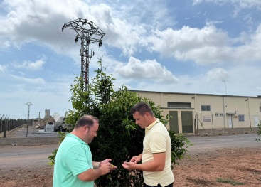 El Ayuntamiento de Alquerías del Niño Perdido Solicitará la declaración de Zona Catastrófica por los daños de la granizada del 12 de julio
