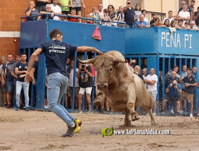 Alcora contar con ms de 150 actos en sus Fiestas con 15 toros cerriles, incluido encierro