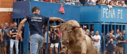 Alcora contar con ms de 150 actos en sus Fiestas con 15 toros cerriles, incluido encierro