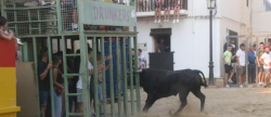 El da mas taurino de las Fiestas de la pedana alcorina de Araia 