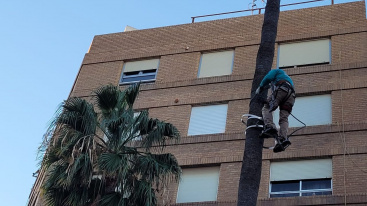 Vila-real preserva més de 300 palmeres davant l'amenaça del picat vermell amb una actuació integral