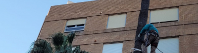 Vila-real preserva más de 300 palmeras ante la amenaza del picudo rojo con una actuación integral