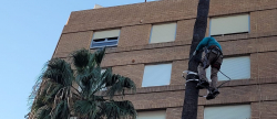 Vila-real preserva ms de 300 palmeras ante la amenaza del picudo rojo con una actuacin integral