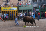 Las Pe?as Taurinas y sus cerriles protagonizan la semana taurinas de las fiestas de Alcora