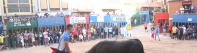 Las Peñas Taurinas y sus cerriles protagonizan la semana taurinas de las fiestas de Alcora