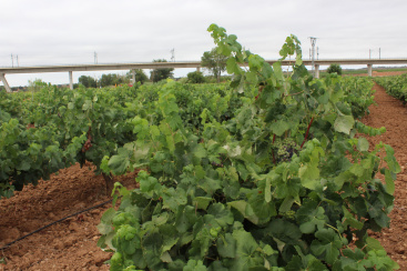 La Uni Llauradora pide un estudio de costes de produccin de uva de vino