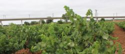 La Uni Llauradora pide un estudio de costes de produccin de uva de vino