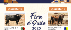 Onda presenta el cartell taur de la Fira 2025 amb ferros de mxima categoria i refor de la seguretat