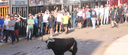 Almenara retoma las exhibiciones taurinas con toros de El Cortijillo y Alcurrucn
