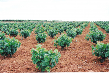 La Uni� Llauradora reclama ajuda directa extraordin�ria i verema en verd per a la Comunitat Valenciana