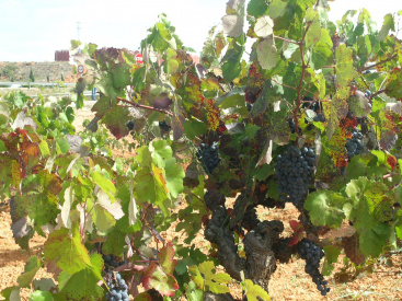 Fotografia /Galeria/2026/1/254961_164826/2_M1.jpg