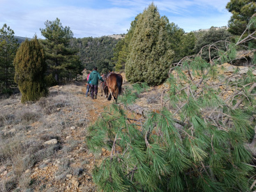 Vilafranca se prepara para Sant Antoni con troncos, pasteles y barras