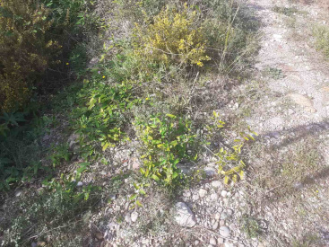 El Consorcio del Mijares elimina m�s de 1.000 kilos de especies invasoras en 2025