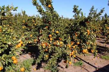 La Uni� Llauradora denuncia una oleada de robos de c�tricos en la Plana Baixa y exige mayor vigilancia
