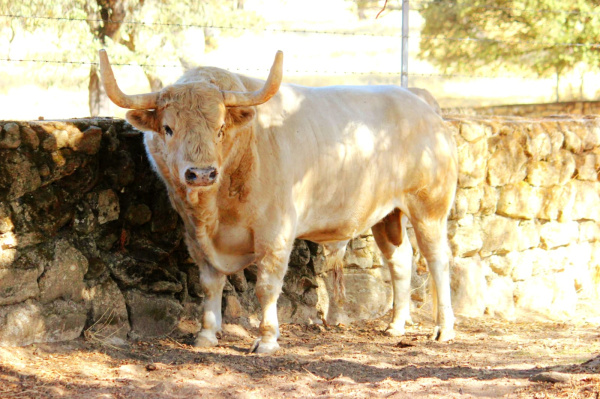 almassora-da-inicio-a-diez-dias-de-fiesta-con-el-esclat-de-festa-en-honor-a-la-mare-de-deu-del-roser