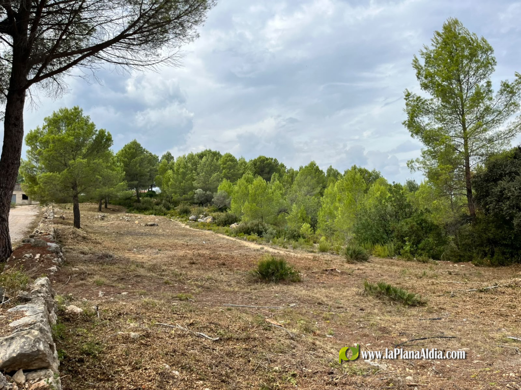 Vilafam�s desbrossa per a prevenir incendis forestals al costat del nucli urb�