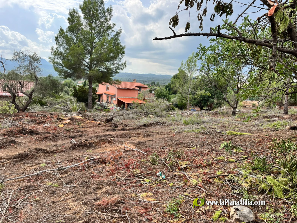 Vilafam�s desbrossa per a prevenir incendis forestals al costat del nucli urb�
