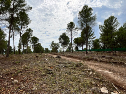 Vilafam�s desbrossa per a prevenir incendis forestals al costat del nucli urb�