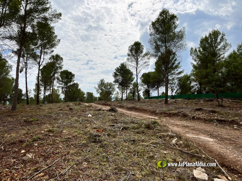 Vilafam�s desbrossa per a prevenir incendis forestals al costat del nucli urb�
