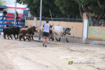 Les Alqueries inicia les exhibicions taurines amb una tancada