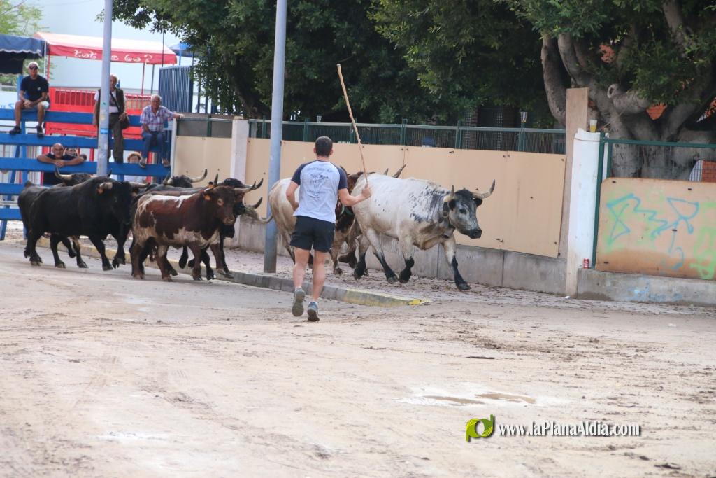Les Alqueries inicia les exhibicions taurines amb una tancada