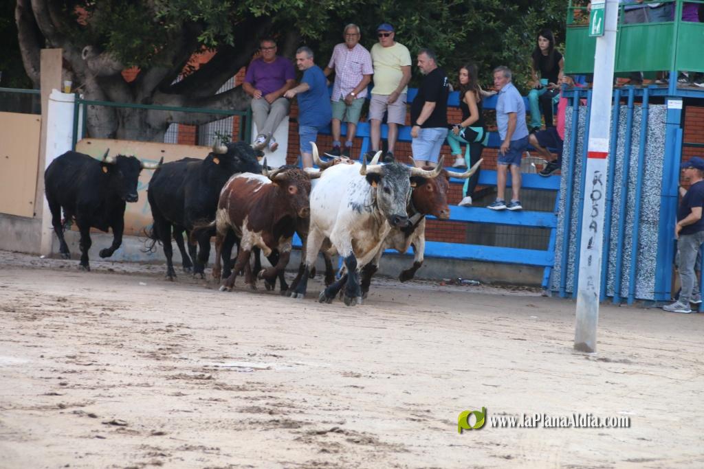Les Alqueries inicia les exhibicions taurines amb una tancada