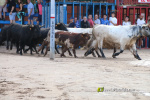 Les Alqueries inicia les exhibicions taurines amb una tancada