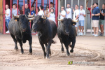 Les Alqueries inicia les exhibicions taurines amb una tancada