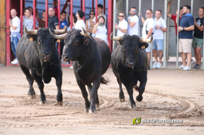 Les Alqueries inicia las exhibiciones taurinas con un encierro 