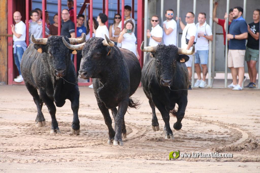 Les Alqueries inicia las exhibiciones taurinas con un encierro 
