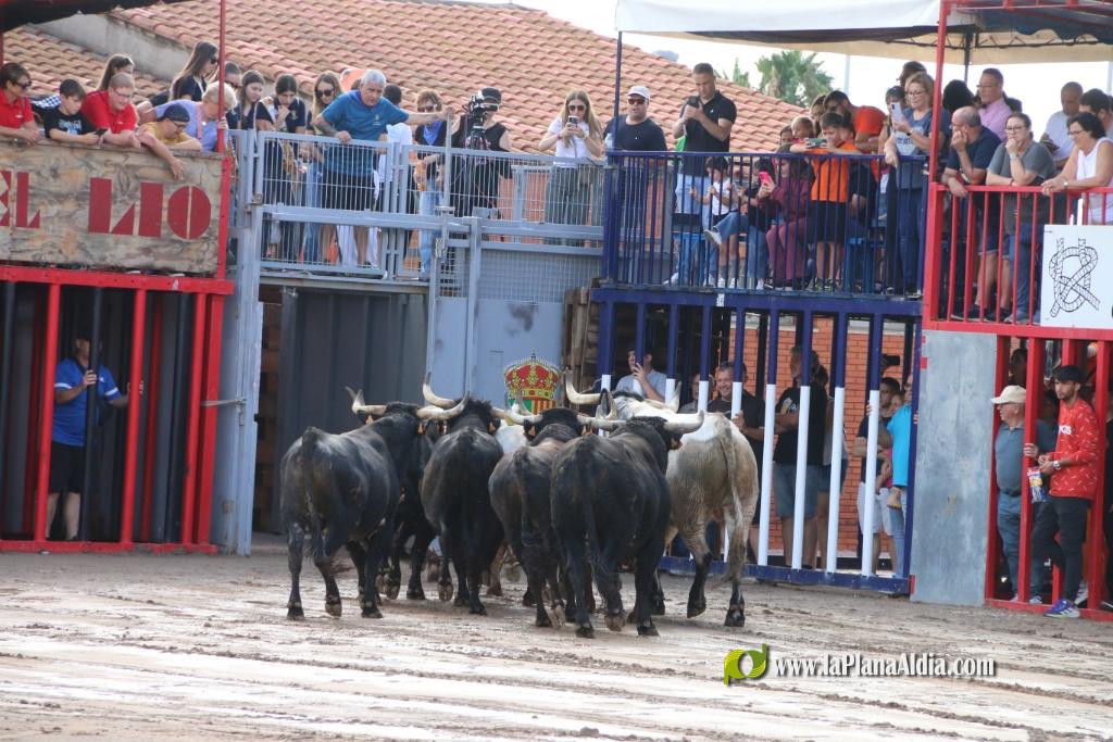 Les Alqueries inicia les exhibicions taurines amb una tancada