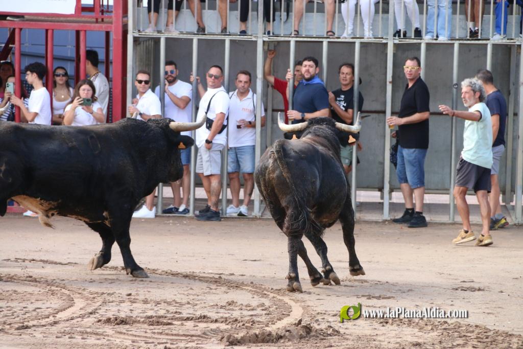 Les Alqueries inicia les exhibicions taurines amb una tancada