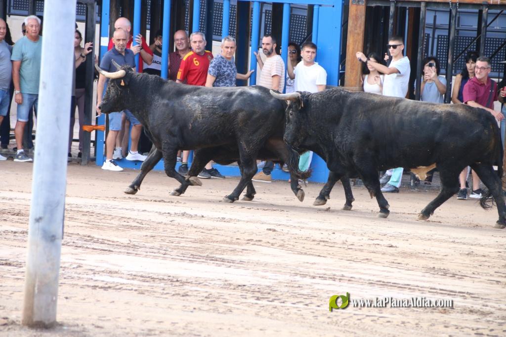 Les Alqueries inicia les exhibicions taurines amb una tancada
