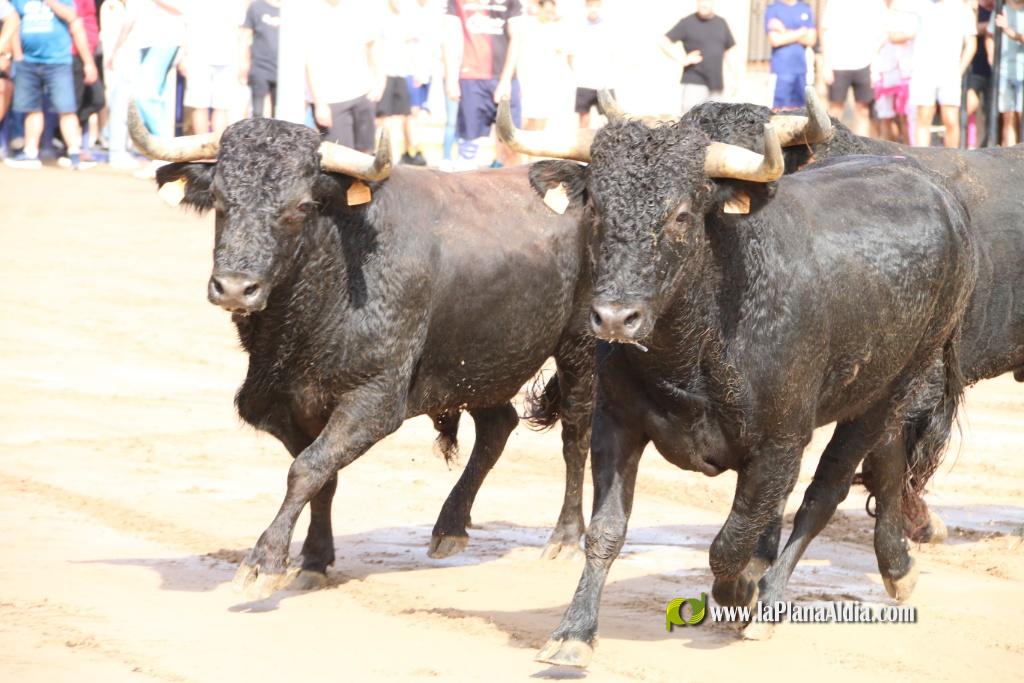 Les Alqueries inicia les exhibicions taurines amb una tancada