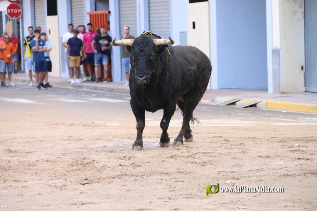 Les Alqueries inicia les exhibicions taurines amb una tancada
