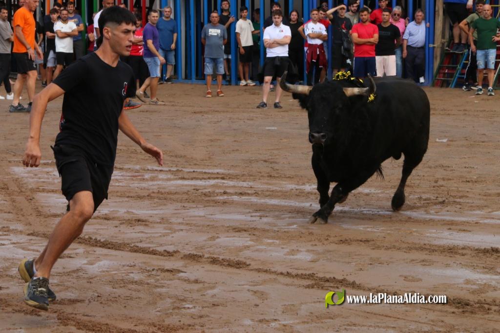 Les Alqueries inicia les exhibicions taurines amb una tancada