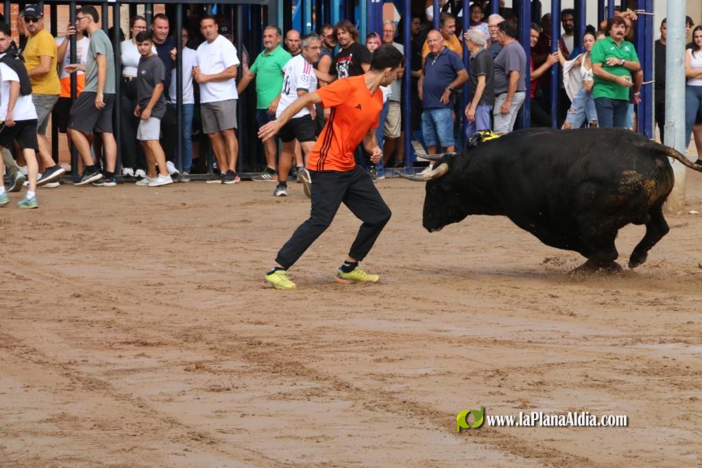 Les Alqueries inicia les exhibicions taurines amb una tancada