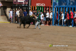 Les Alqueries inicia les exhibicions taurines amb una tancada