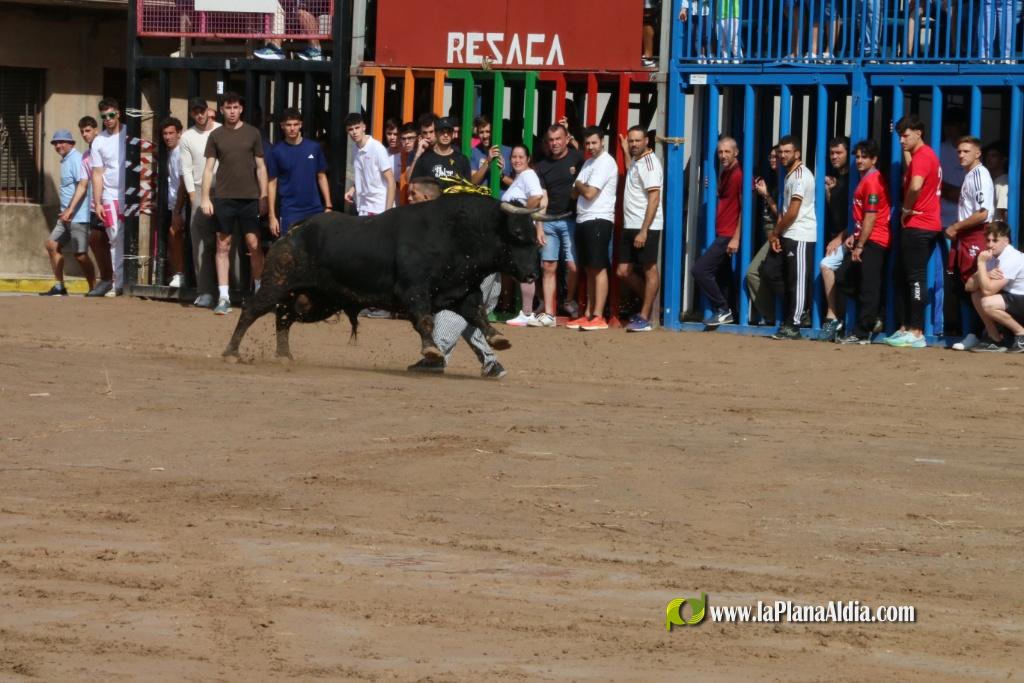 Les Alqueries inicia les exhibicions taurines amb una tancada
