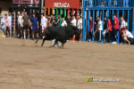 Les Alqueries inicia les exhibicions taurines amb una tancada