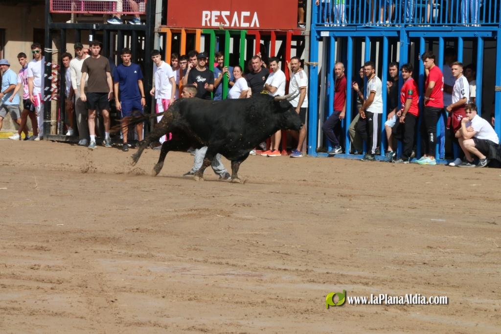 Les Alqueries inicia les exhibicions taurines amb una tancada