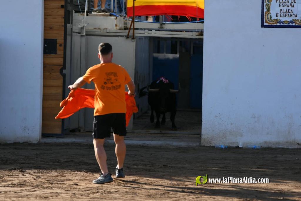 Ple a les exhibicions taurines vespertines en honor a la Verge del Xiquet Perdut