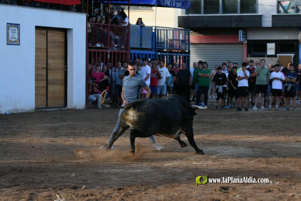 Ple a les exhibicions taurines vespertines en honor a la Verge del Xiquet Perdut