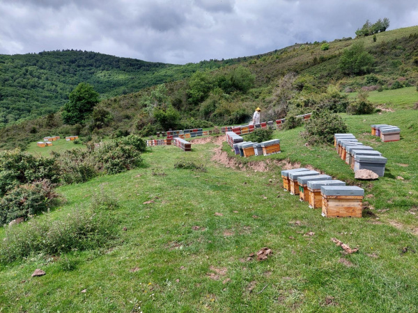 La Unió alerta de una merma de más del 40% en la miel de la Comunidad Valenciana por sequía y abejaruco