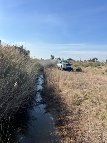 Castellón activa un plan extraordinario de control del mosquito tras las lluvias