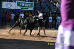 Les Alqueries tanca el cap�tol taur� amb toros de Motalvo i Villalpando
