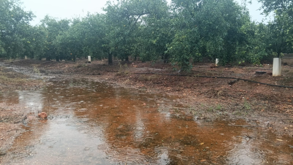 LA UNIO reclama medidas urgentes para explotaciones afectadas por la DANA en Safor y Marina Alta