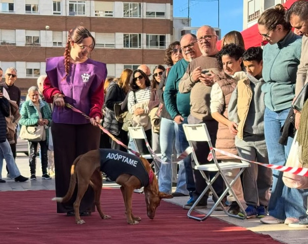 Almassora abre el plazo de información pública de la nueva ordenanza de bienestar y protección animal